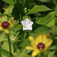 Photo Thumbnail #13: Another bit of the prarie-scape.