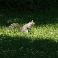 Photo Thumbnail #27: A squirrel enjoying the garden.