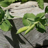 Photo Thumbnail #7: Peas, just ready to be picked.
