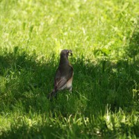 Photo Thumbnail #28: Robin with food.