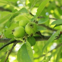 Photo Thumbnail #9: The smaller of the two apple trees.