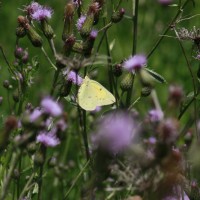 Photo Thumbnail #10: Another part of the garden is planted with...