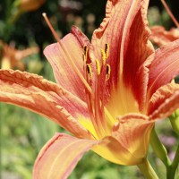 Photo Thumbnail #20: Day-lily from the outdoor classroom.