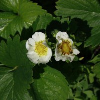 Photo Thumbnail #6: Strawberry flowers.