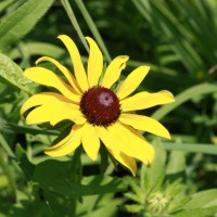 Photo Thumbnail #11: Black-eyed Susan, part of the prarie-scape.