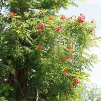 Photo Thumbnail #25: Trumpet Vine, also called Hummingbird Vine,...