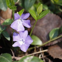 Photo Thumbnail #3: This groundcover is also part of the rocky area...