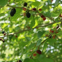 Photo Thumbnail #8: We also have a couple mulberry trees.