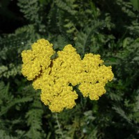 Photo Thumbnail #19: Yarrow in the outdoor classroom.