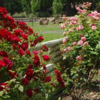 Photo Thumbnail #21: Rose bed in front yard