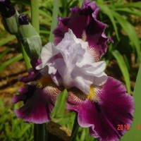 Photo Thumbnail #19: Another iris blooming in terraced beds by the lake