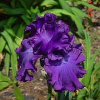 Photo Thumbnail #18: Iris blooming in terraced bed by the lake