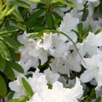 Photo Thumbnail #20: A little friend enjoying the azaleas blooming