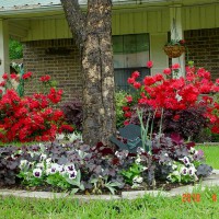 Photo Thumbnail #22: View of bed around pecan tree and azaleas in...