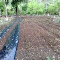 Photo Thumbnail #4: Plastic Mulching was placed to protect the soil...