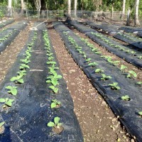 Photo Thumbnail #10: So far so good.  The aubergines have sprung so...