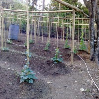 Photo Thumbnail #7: Early shooters.  The gourds after just a week...