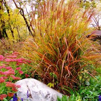 Photo Thumbnail #4: Bold displays bring color through the autumn...