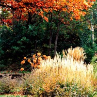 Photo Thumbnail #2: Soft-textured ornamental grasses are...