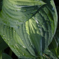 Photo Thumbnail #12: Spilt Milk hosta