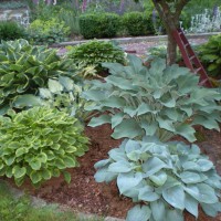 Photo Thumbnail #11: Hosta garden under crabapple tree