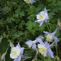 Photo Thumbnail #1: Columbine, Sky Blue