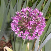 Photo Thumbnail #27: Allium