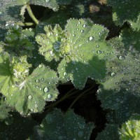 Photo Thumbnail #2: Lady's Mantle