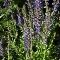 Photo Thumbnail #6: Blue Hills Salvia