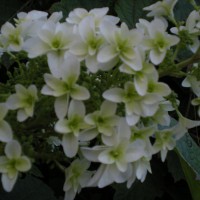 Photo Thumbnail #4: Oakleaf Hydrangea