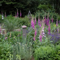 Photo Thumbnail #10: Foxglove - all volunteers