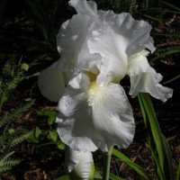 Photo Thumbnail #13: Immortality reblooming iris