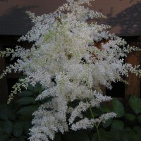 Photo Thumbnail #14: White astilbe