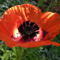 Photo Thumbnail #21: Oriental Poppy