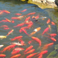 Photo Thumbnail #6: Our fish in the 1800 gallon, hand-dug water...