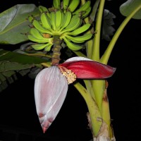 Photo Thumbnail #1: Banana's and pod