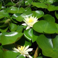 Photo Thumbnail #7: Some water lilies...