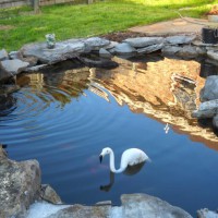 Photo Thumbnail #10: Flamingo cruising the pond ...it's plastic....