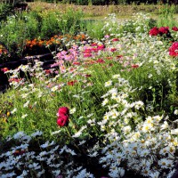 Photo Thumbnail #16: Our front perennial bed