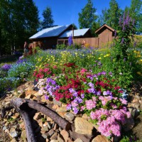 Photo Thumbnail #14: side bed blooms