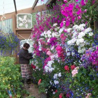 Photo Thumbnail #5: A perspective of our 8'window boxes