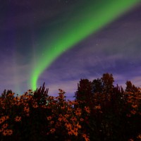 Photo Thumbnail #8: Aurora's over late August flowers