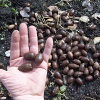 Photo Thumbnail #24: Moose poop in my adult sized big hand