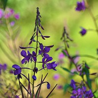 Photo Thumbnail #9: Fireweed