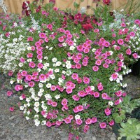 Photo Thumbnail #6: My Hayrack- white & pink million bells with...