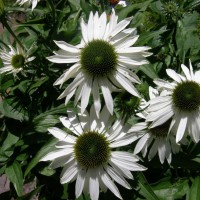 Photo Thumbnail #9: White coneflowers