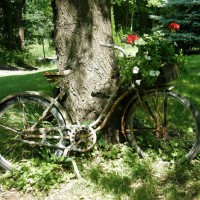 Photo Thumbnail #12: my old antique bike w/basket filled with white...