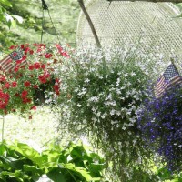 Photo Thumbnail #24: my three hanging baskets haging from a tree...