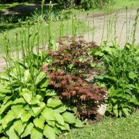 Photo Thumbnail #14: my little hosta garden which covers a steep but...