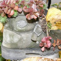 Photo Thumbnail #15: my old boots filled with hens & chicks & a...